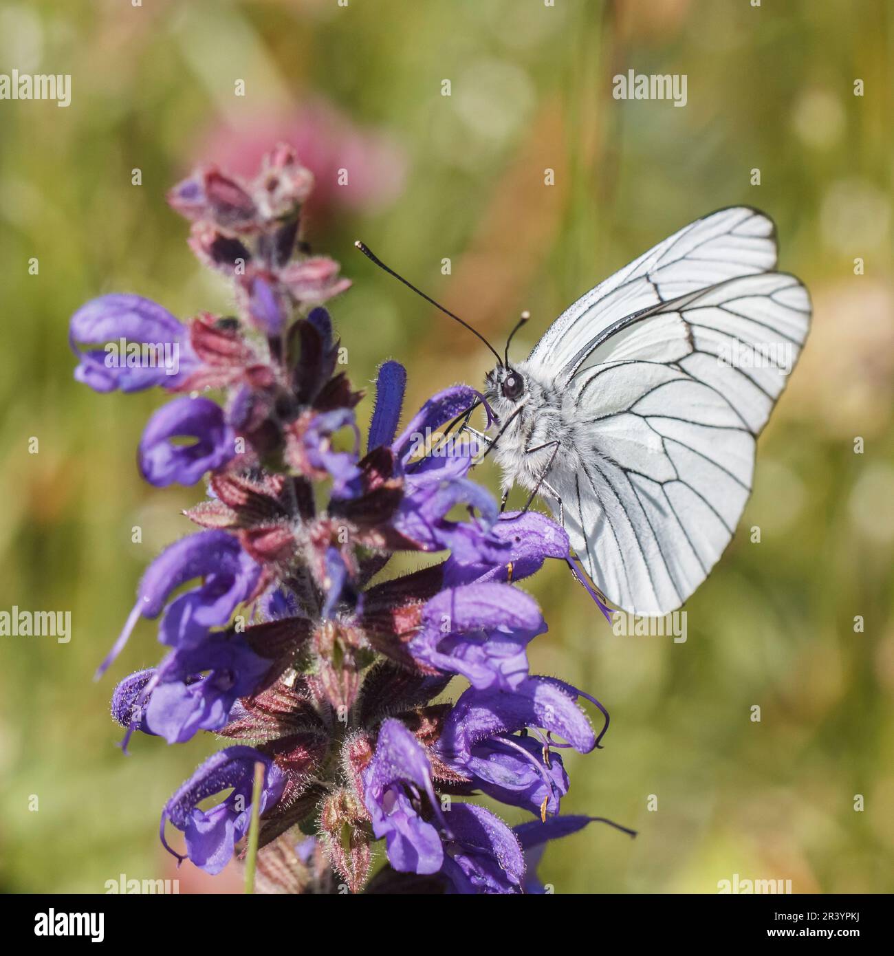 Aboria crataegi, conosciuta come farfalla bianca venata nera, bianca venata nera Foto Stock