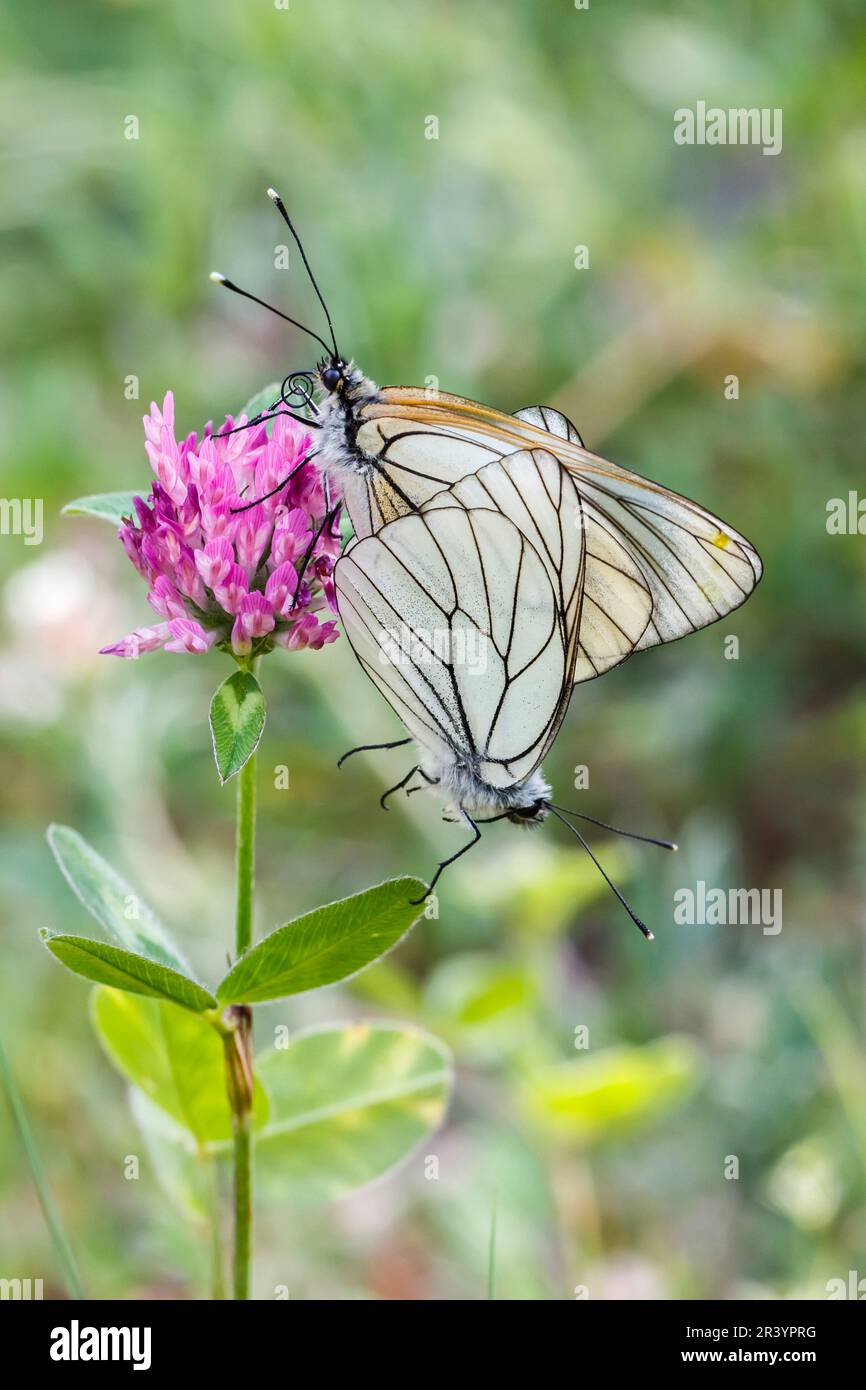 Aporia crataegi, conosciuta come farfalla bianca venata nera, farfalla bianca venata nera (copula) Foto Stock