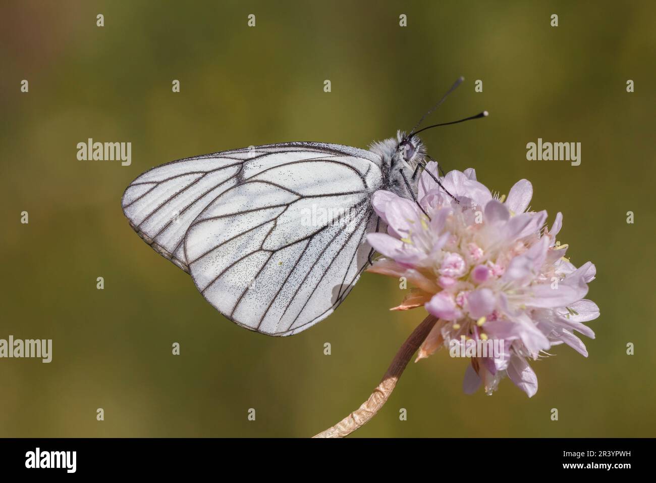 Aboria crataegi, conosciuta come farfalla bianca venata nera, bianca venata nera Foto Stock