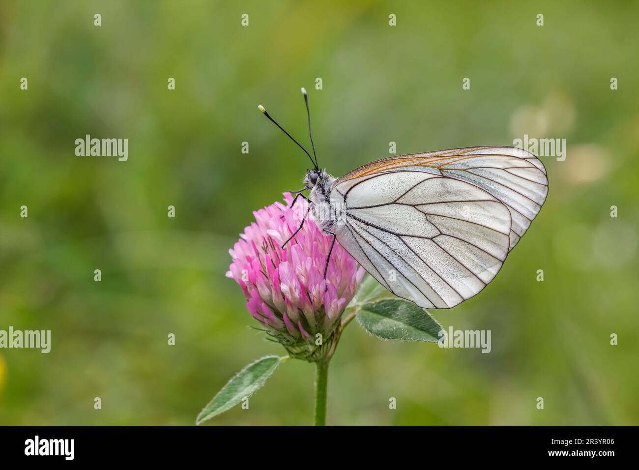 Aboria crataegi, conosciuta come farfalla bianca venata nera, bianca venata nera Foto Stock