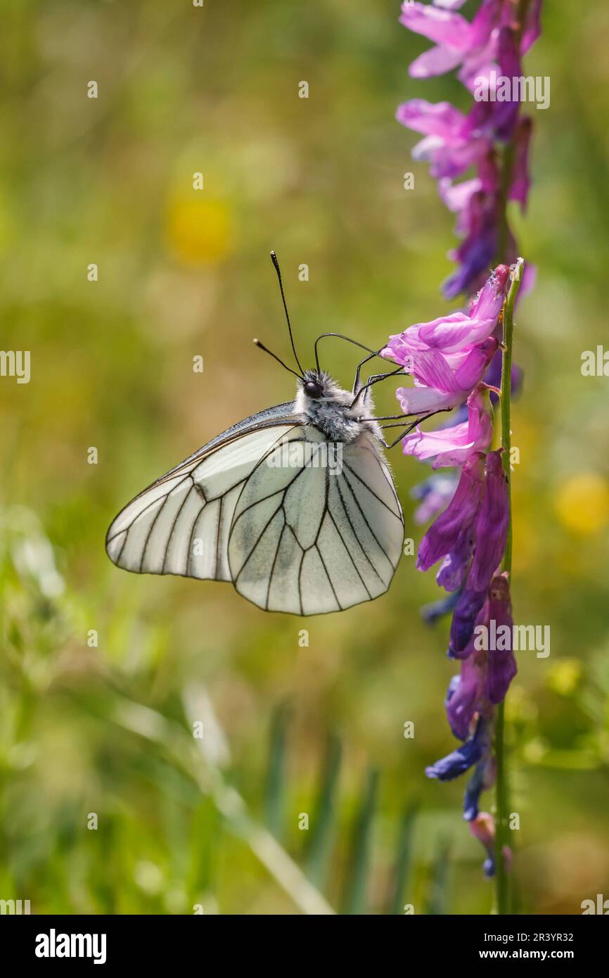 Aboria crataegi, conosciuta come farfalla bianca venata nera, bianca venata nera Foto Stock