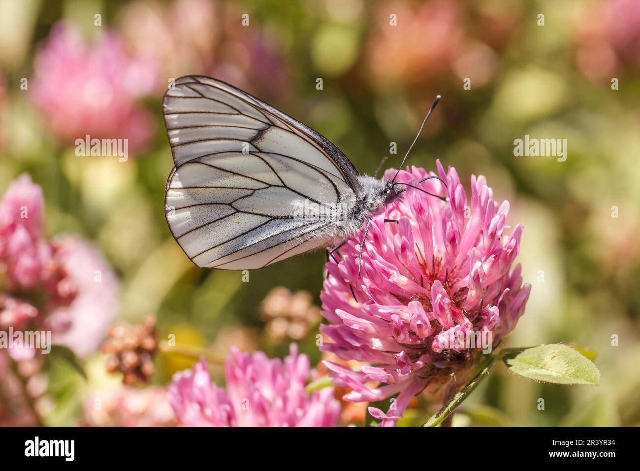 Aboria crataegi, conosciuta come farfalla bianca venata nera, bianca venata nera Foto Stock