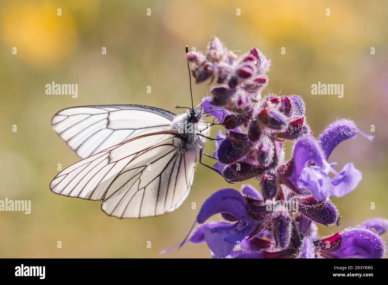 Aboria crataegi, conosciuta come farfalla bianca venata nera, bianca venata nera Foto Stock