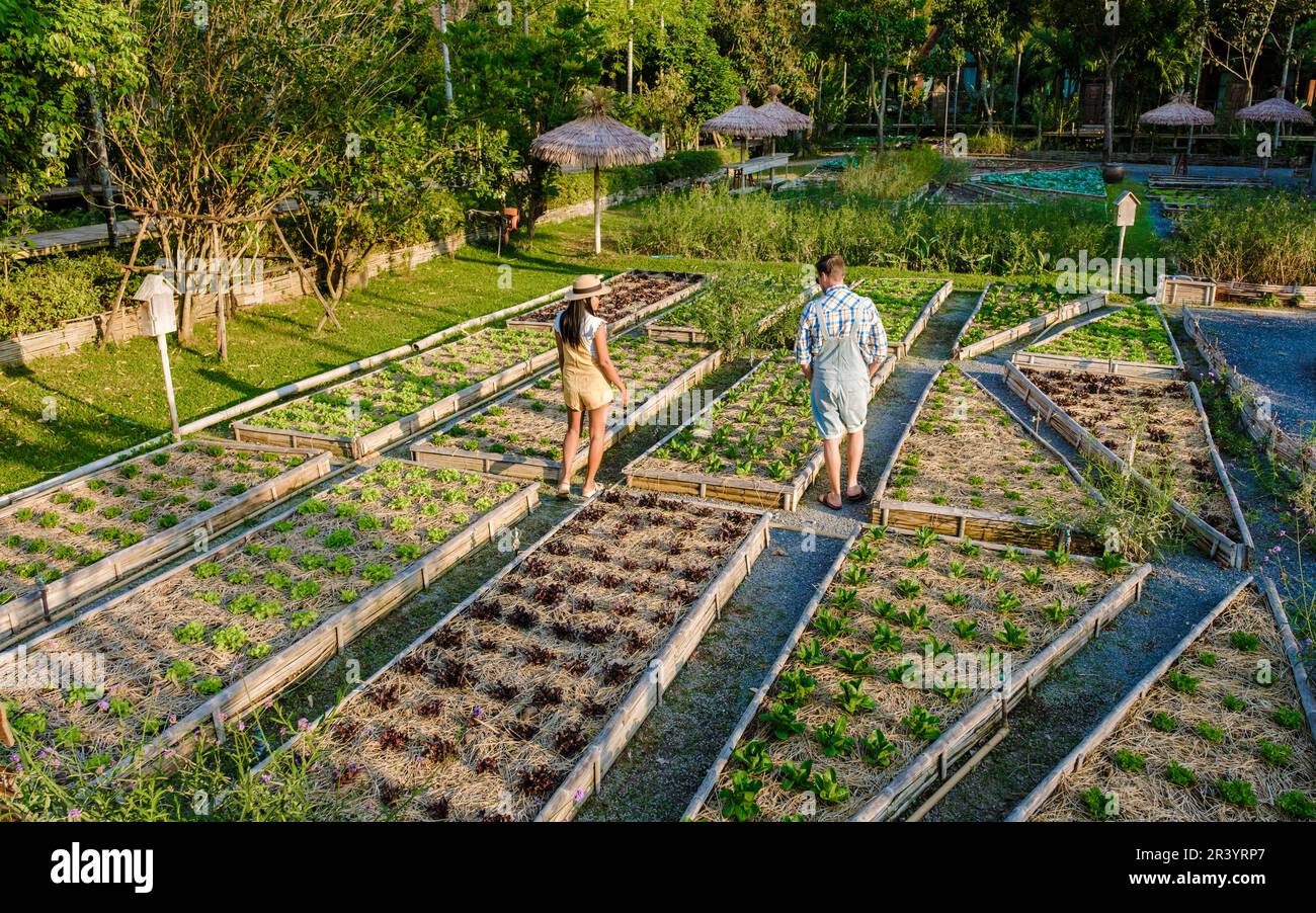 Giardino di cucina comunitaria. Letti da giardino rialzati con piante in giardino di comunità vegetale in Thailandia Foto Stock