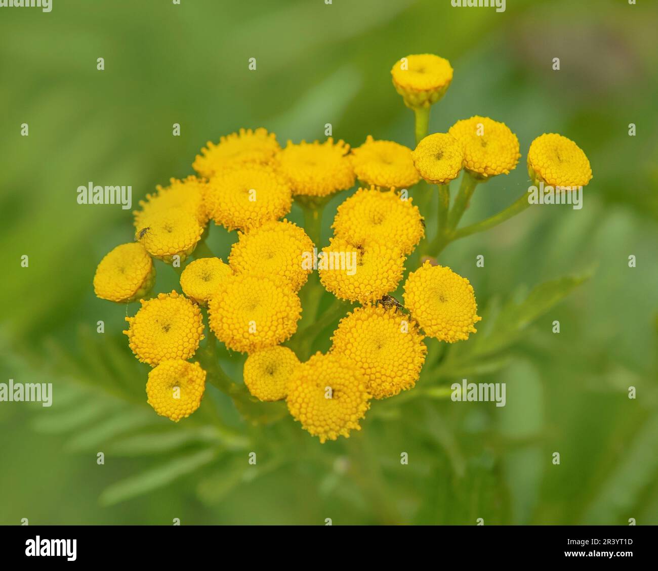 Tansy comune "Tanacetum vulgare" Foto Stock