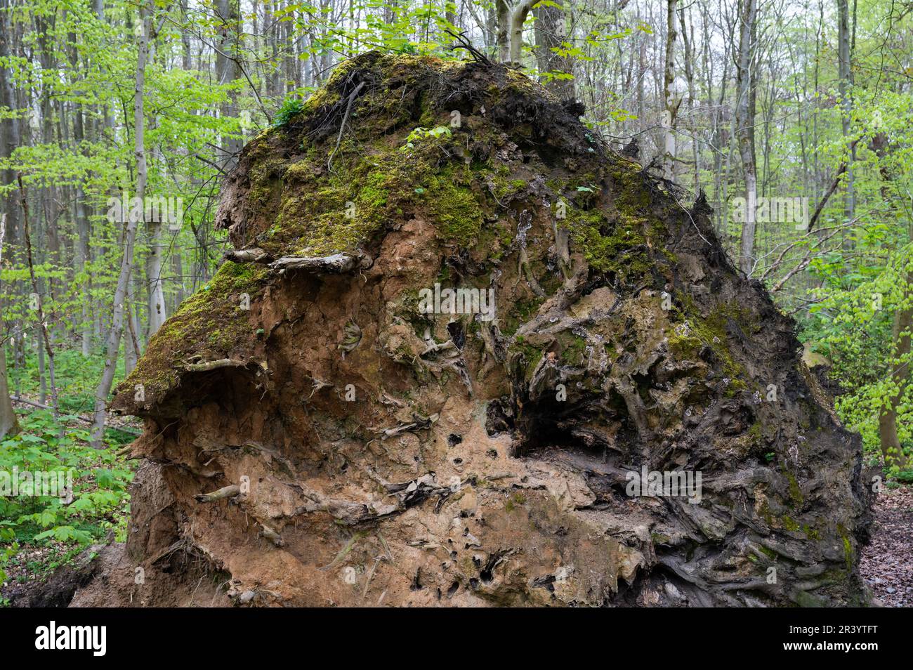 Struttura ruvida di terreno marrone su una radice di albero caduta, Watermael-Boitsfort, Bruxelles, Belgio Foto Stock