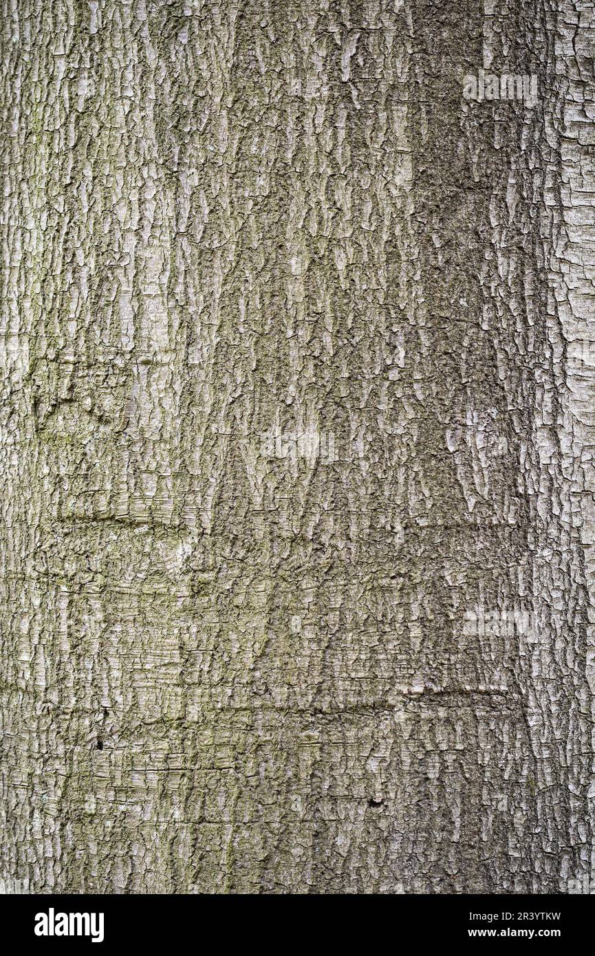 Tronco di albero grezzo coperto di muschio, Watermael-Boitsfort, Bruxelles, Belgio Foto Stock