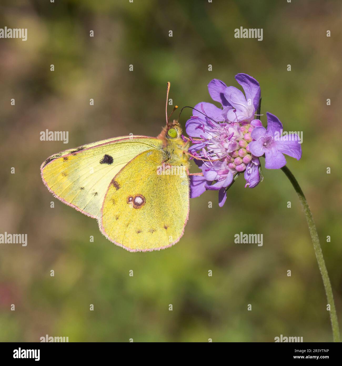 Colias alfacariensis, SYN. Colias australis, conosciuta come Bergers farfalla gialla nuvolata Foto Stock