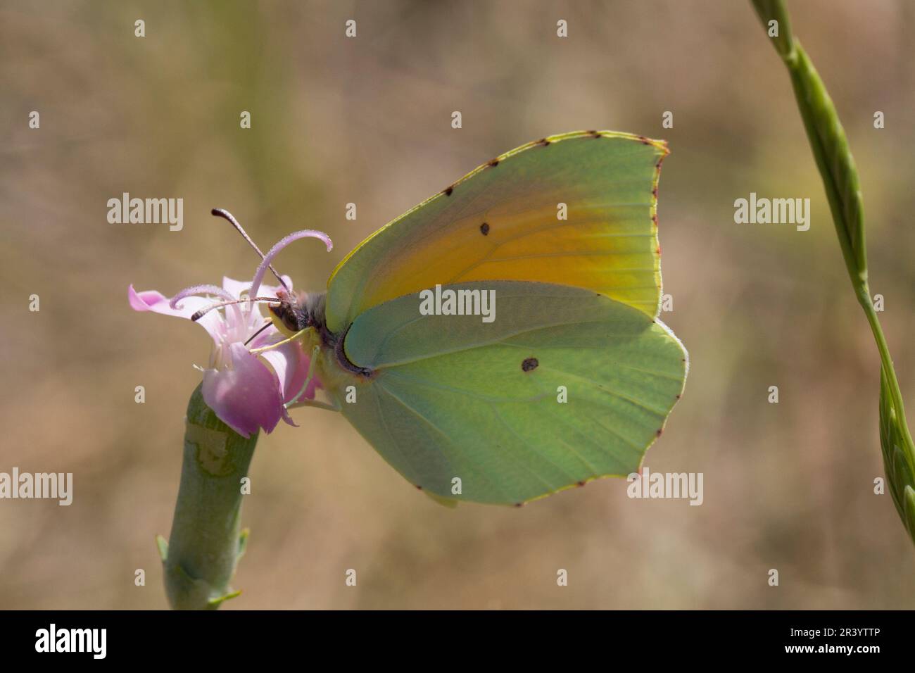 Gonepteryx cleopatra, farfalla maschile, conosciuta come Cleopatra e Cleopatra farfalla Foto Stock