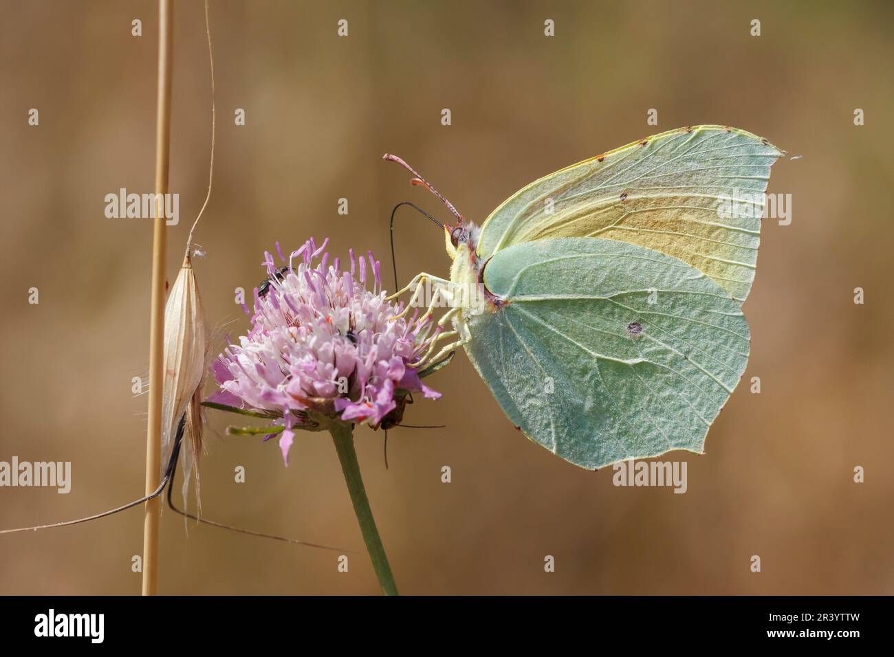 Gonepteryx cleopatra, farfalla maschile, conosciuta come Cleopatra e Cleopatra farfalla Foto Stock
