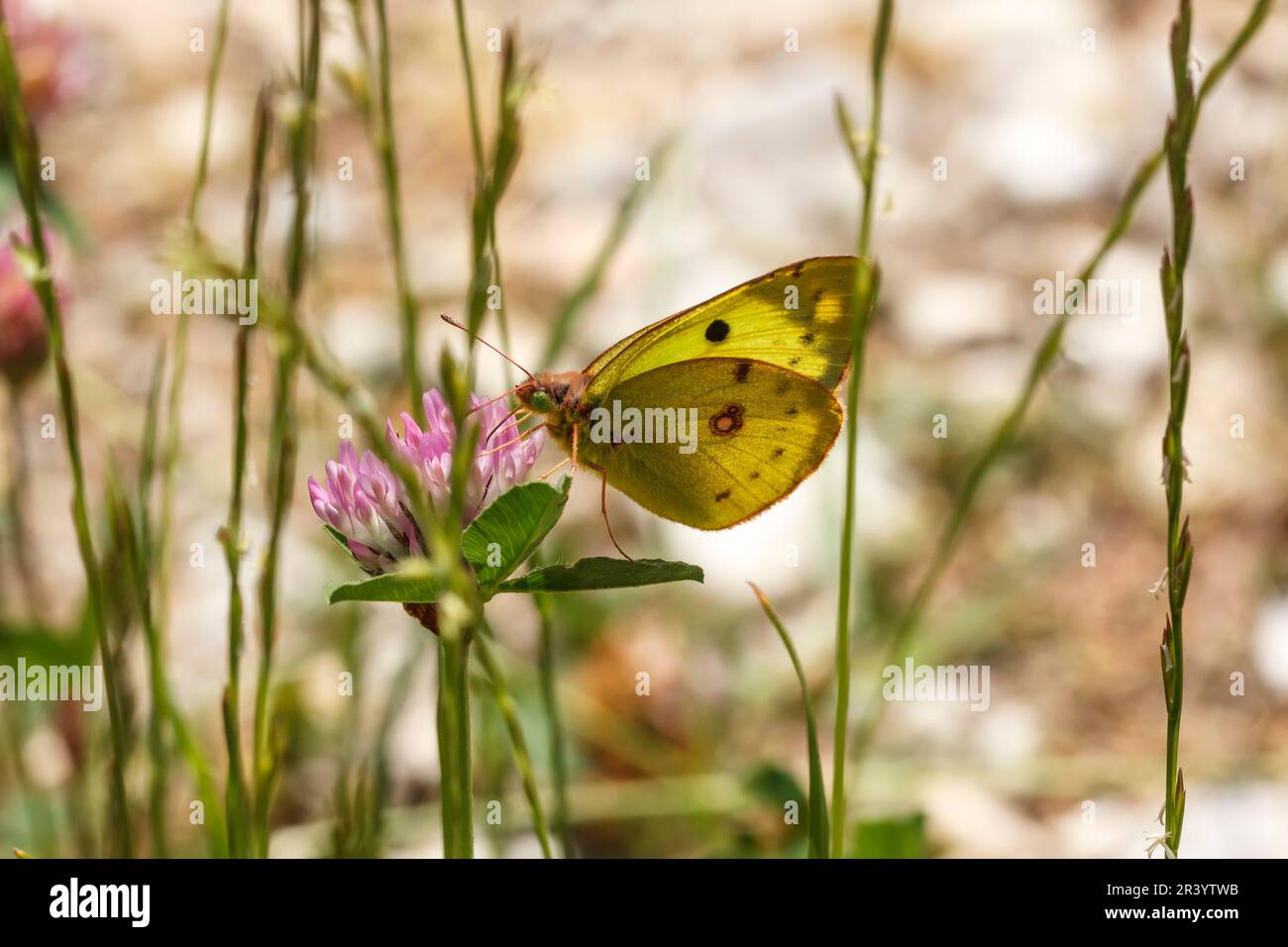 Croceo di Colias, SYN. Crocea di Colias, conosciuta come giallo nuvoloso scuro, giallo nuvoloso comune Foto Stock