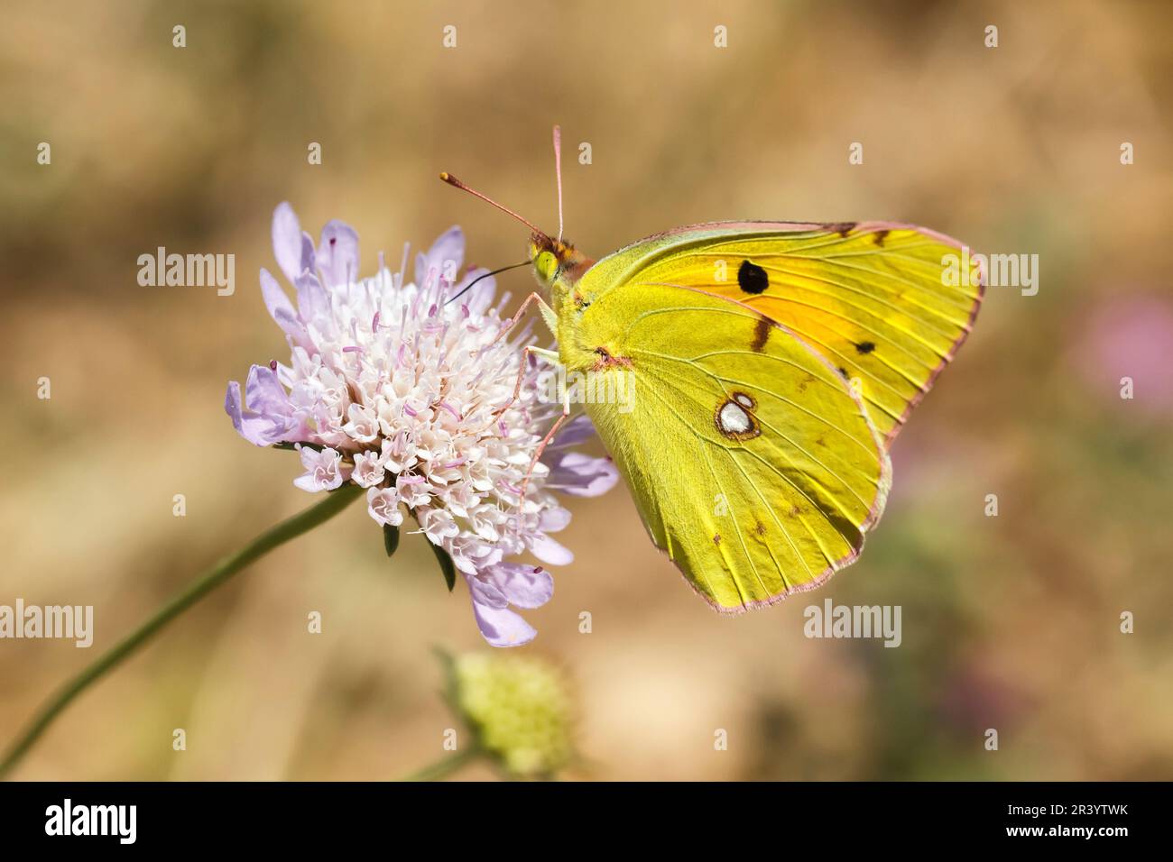 Croceo di Colias, SYN. Crocea di Colias, conosciuta come giallo nuvoloso scuro, giallo nuvoloso comune Foto Stock
