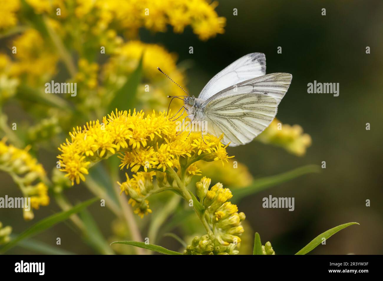 Pieris napi, conosciuta come farfalla bianca venata verde, farfalla bianca venata verde Foto Stock