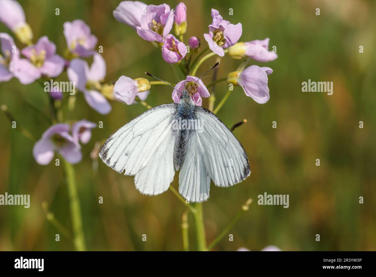 Pieris napi, conosciuta come farfalla bianca venata verde, farfalla bianca venata verde Foto Stock