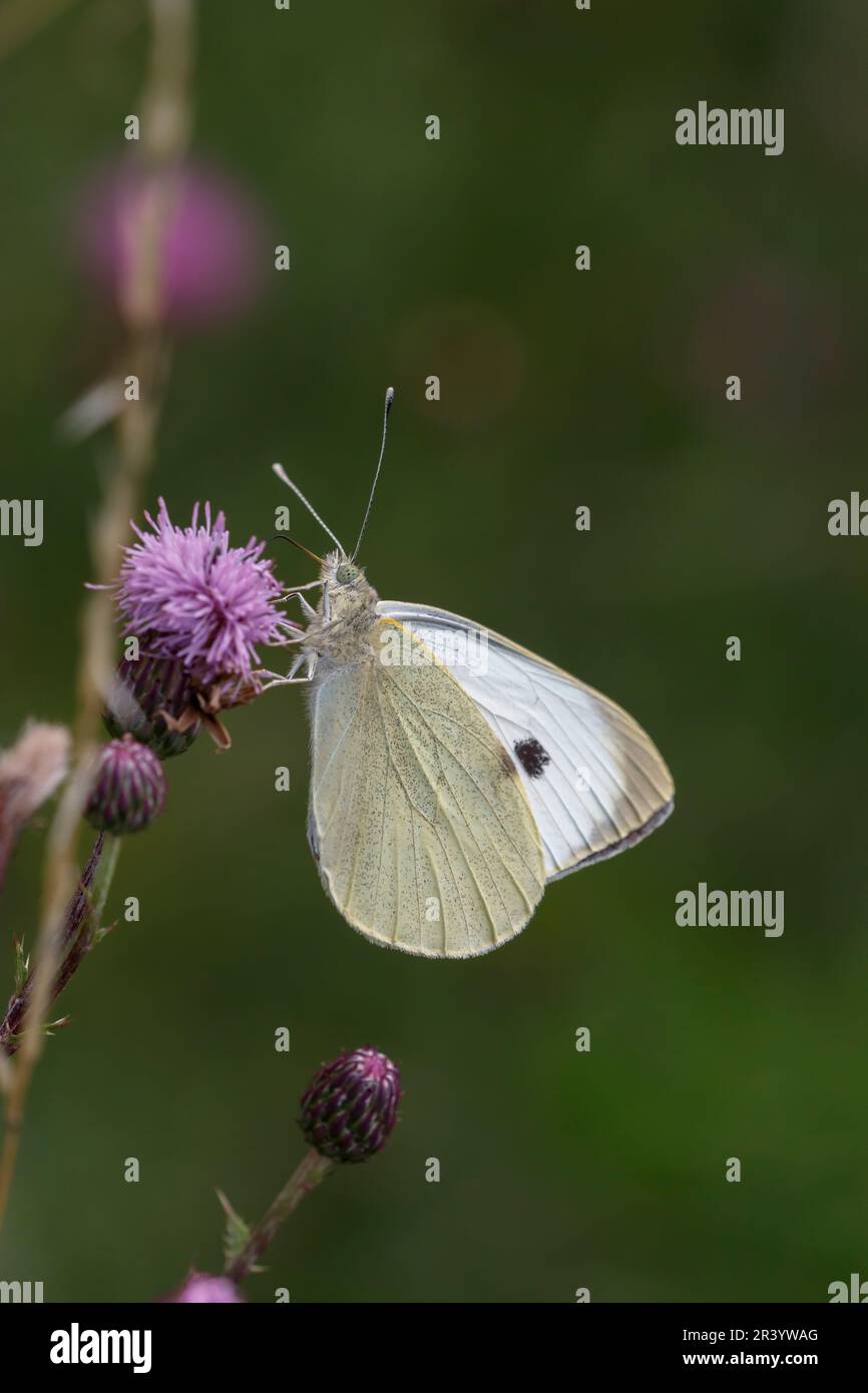 Pieris brassicae, conosciuto come bianco grande, farfalla di cavolo, bianco di cavolo, bianco di cavolo grande Foto Stock