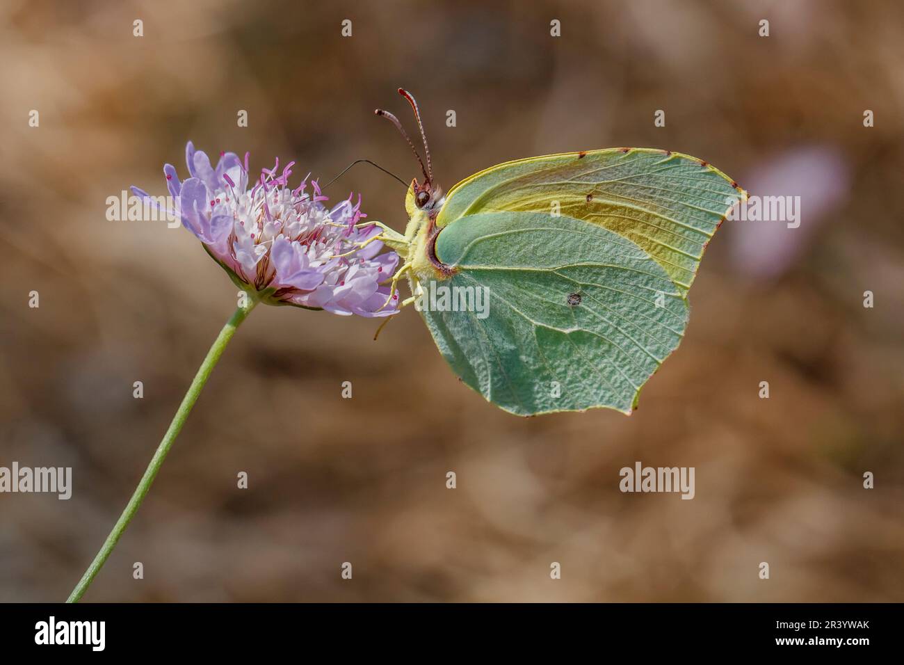 Gonepteryx cleopatra, farfalla maschile, conosciuta come Cleopatra e Cleopatra farfalla Foto Stock