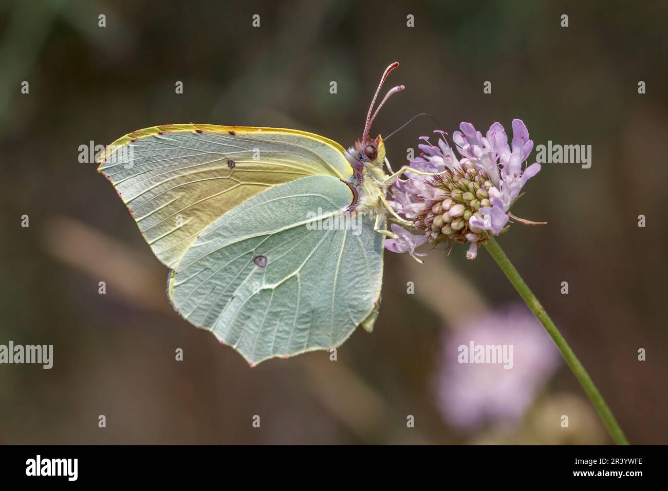 Gonepteryx cleopatra, farfalla maschile, conosciuta come Cleopatra e Cleopatra farfalla Foto Stock