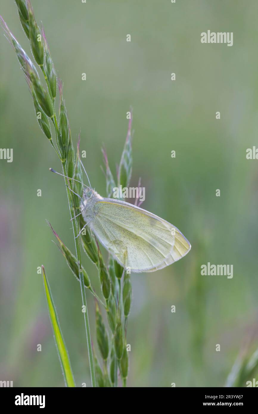 Pieris rapae, conosciuto come piccolo bianco, piccolo bianco cavolo, farfalla cavolo, bianco cavolo Foto Stock