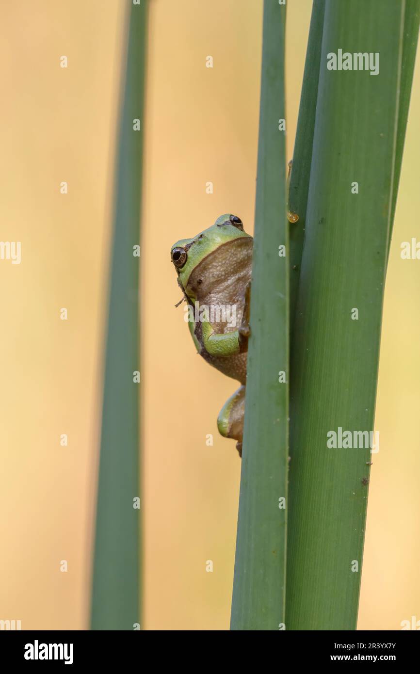 Ayla arborea, conosciuta come rana europea, rana, rana comune dalla Germania Foto Stock