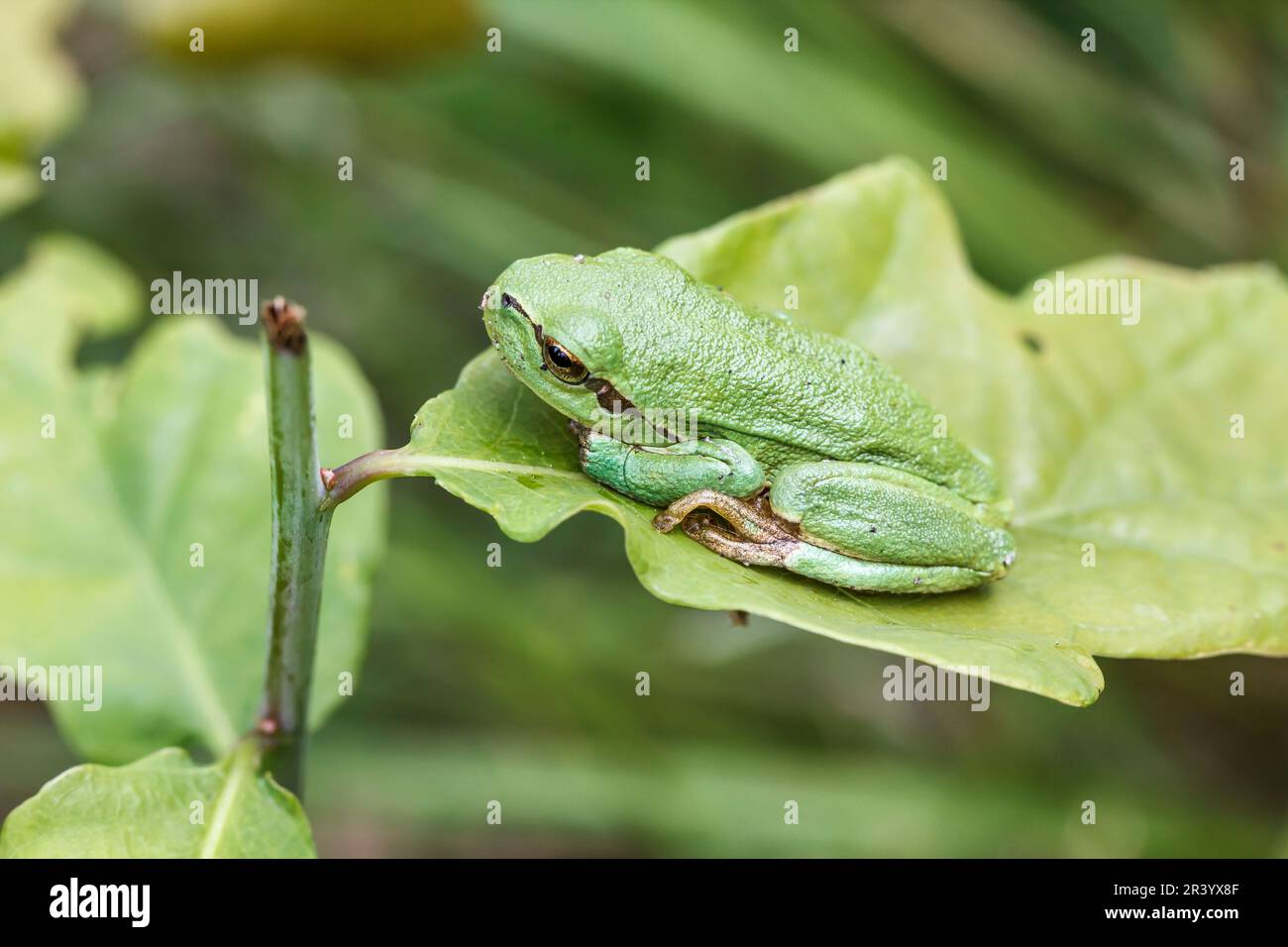 Ayla arborea, conosciuta come rana europea, rana, rana comune dalla Germania Foto Stock