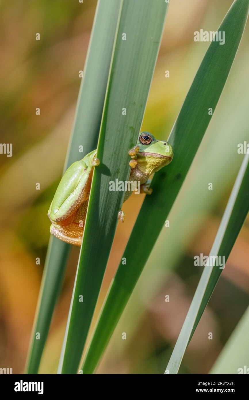 Ayla arborea, conosciuta come rana europea, rana, rana comune dalla Germania Foto Stock