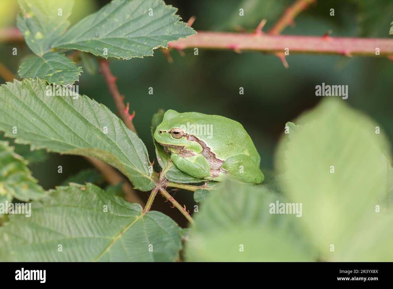 Ayla arborea, conosciuta come rana europea, rana, rana comune dalla Germania Foto Stock