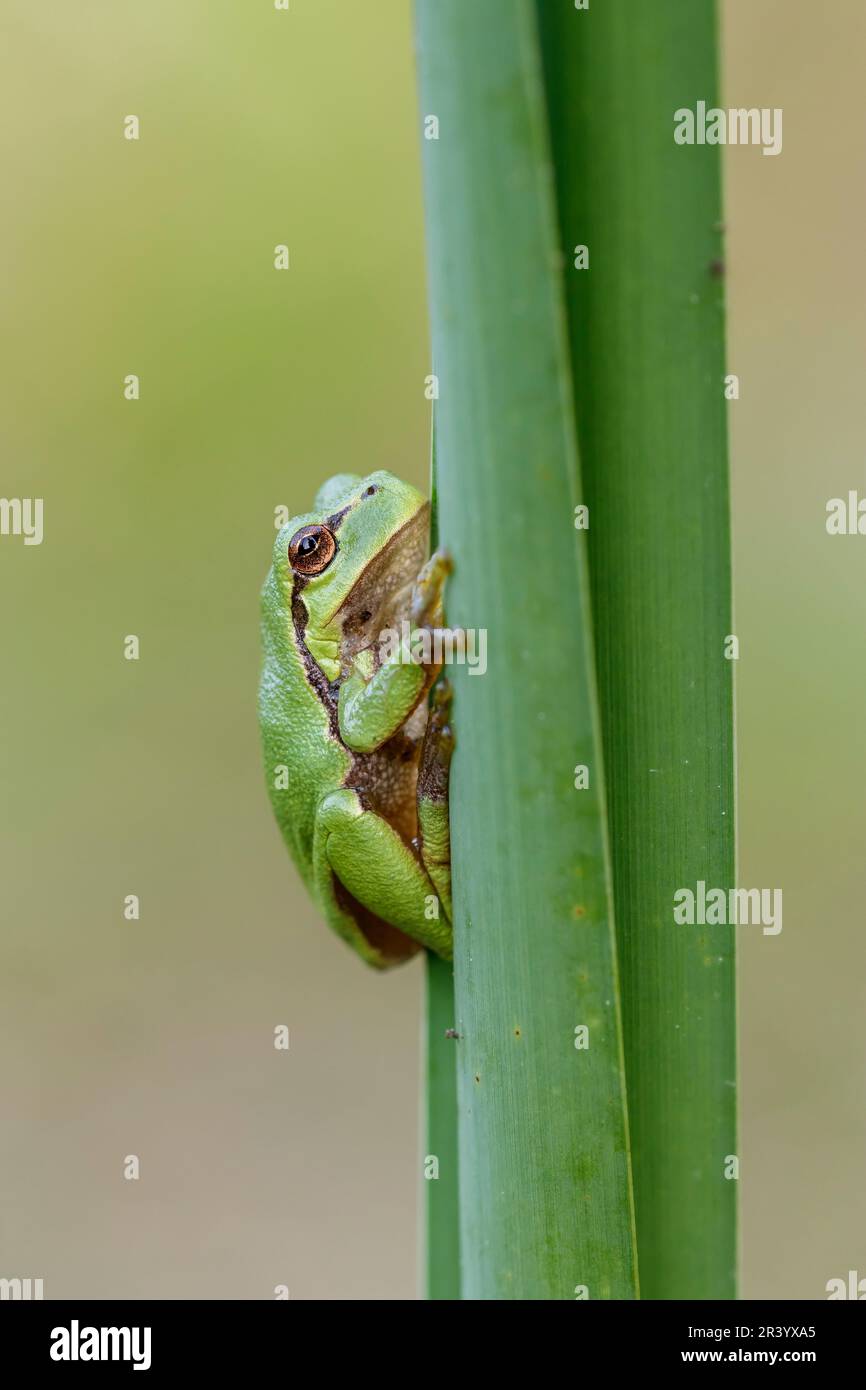 Ayla arborea, conosciuta come rana europea, rana, rana comune dalla Germania Foto Stock
