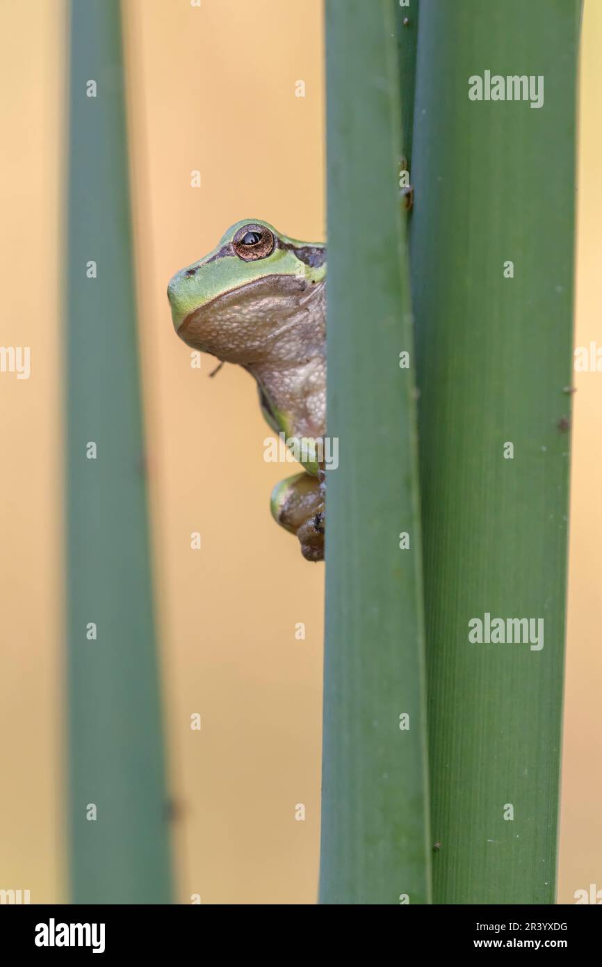 Ayla arborea, conosciuta come rana europea, rana, rana comune dalla Germania Foto Stock