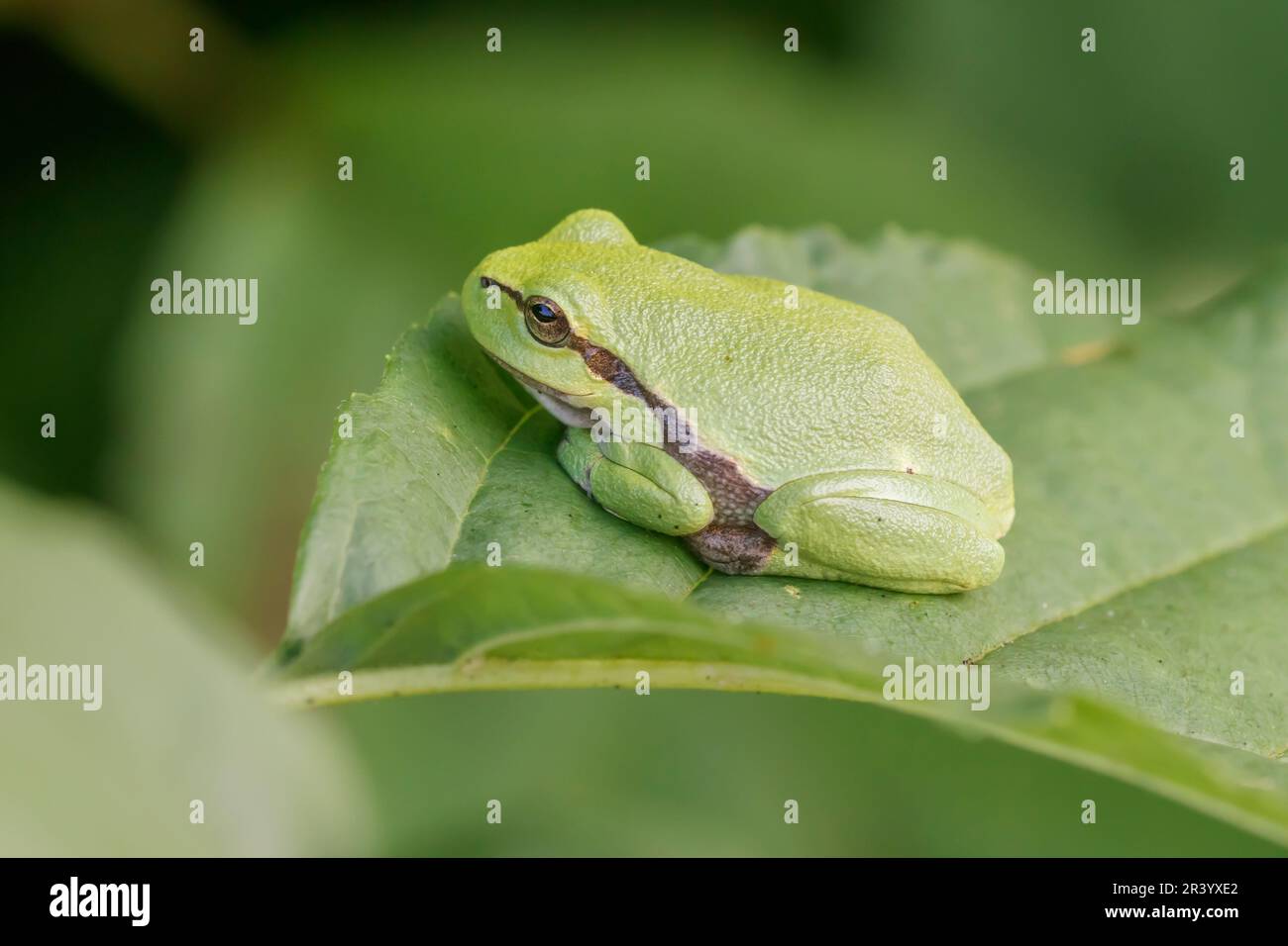 Ayla arborea, conosciuta come rana europea, rana, rana comune dalla Germania Foto Stock