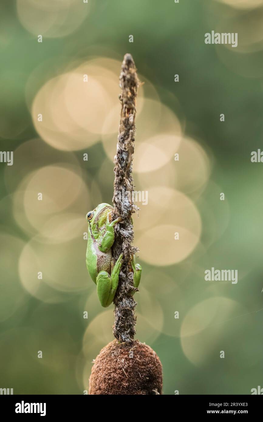Ayla arborea, conosciuta come rana europea, rana, rana comune dalla Germania Foto Stock