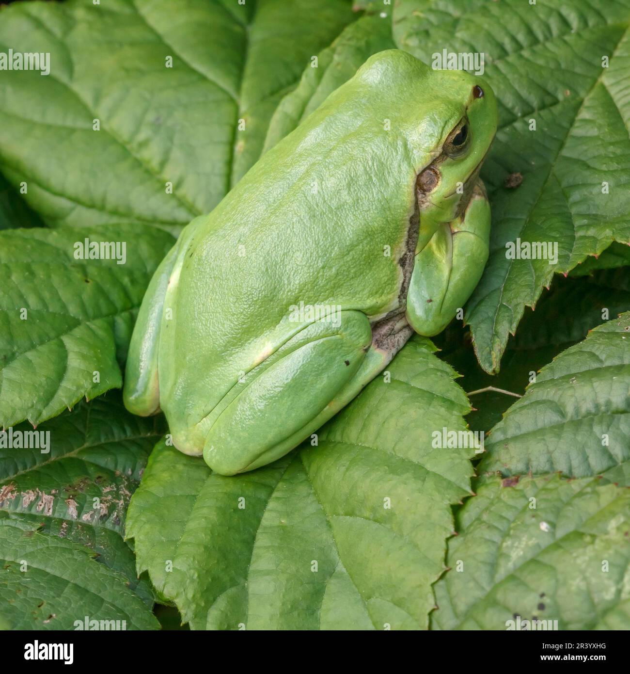 Ayla arborea, conosciuta come rana europea, rana, rana comune dalla Germania Foto Stock