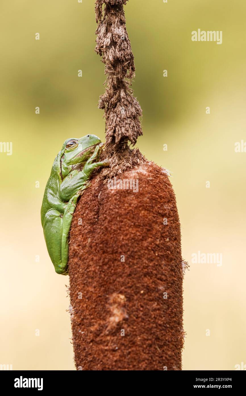 Ayla arborea, conosciuta come rana europea, rana, rana comune dalla Germania Foto Stock