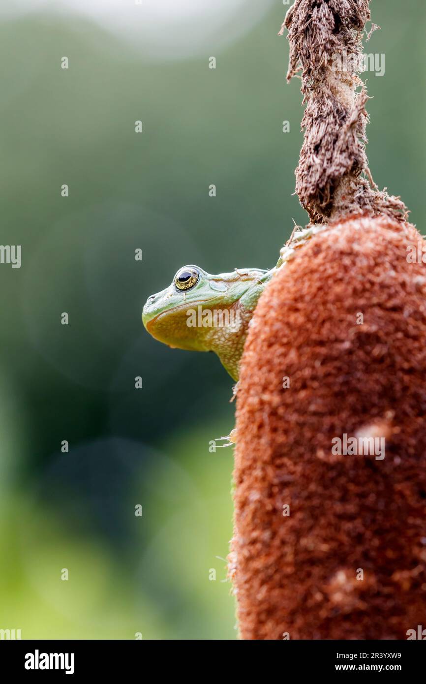 Ayla arborea, conosciuta come rana europea, rana, rana comune dalla Germania Foto Stock