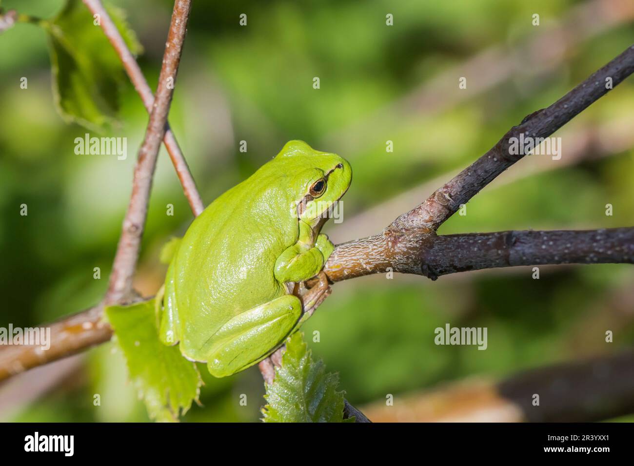 Ayla arborea, conosciuta come rana europea, rana, rana comune dalla Germania Foto Stock