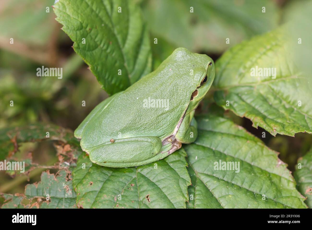 Ayla arborea, conosciuta come rana europea, rana, rana comune dalla Germania Foto Stock