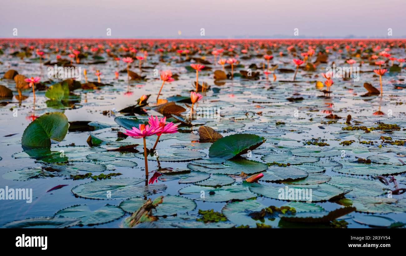 Bel Mar Rosso di Loto Kumphawapi con fiori rosa a Udon Thani nel nord della Thailandia. Foto Stock