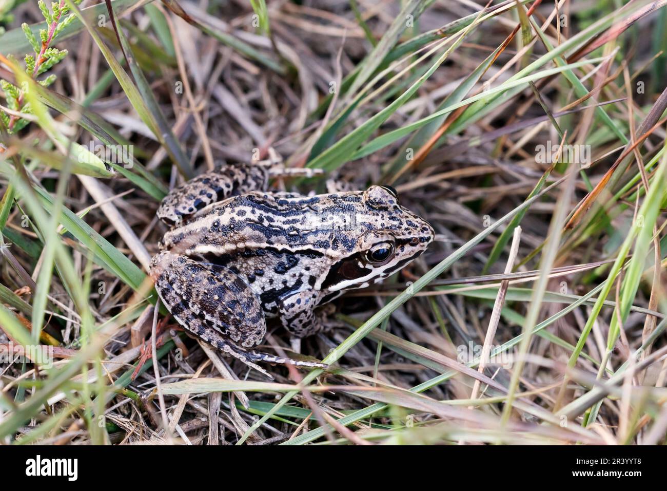 Rana arvalis, conosciuta come la rana di Moor, una specie in via di estinzione proveniente dalla Germania Foto Stock