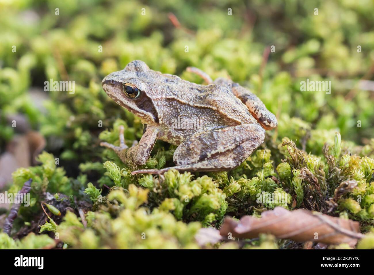 Rana dalmatina, conosciuta come rana Agile, rana primaverile, rana magra, rana dalmata dalla Germania Foto Stock