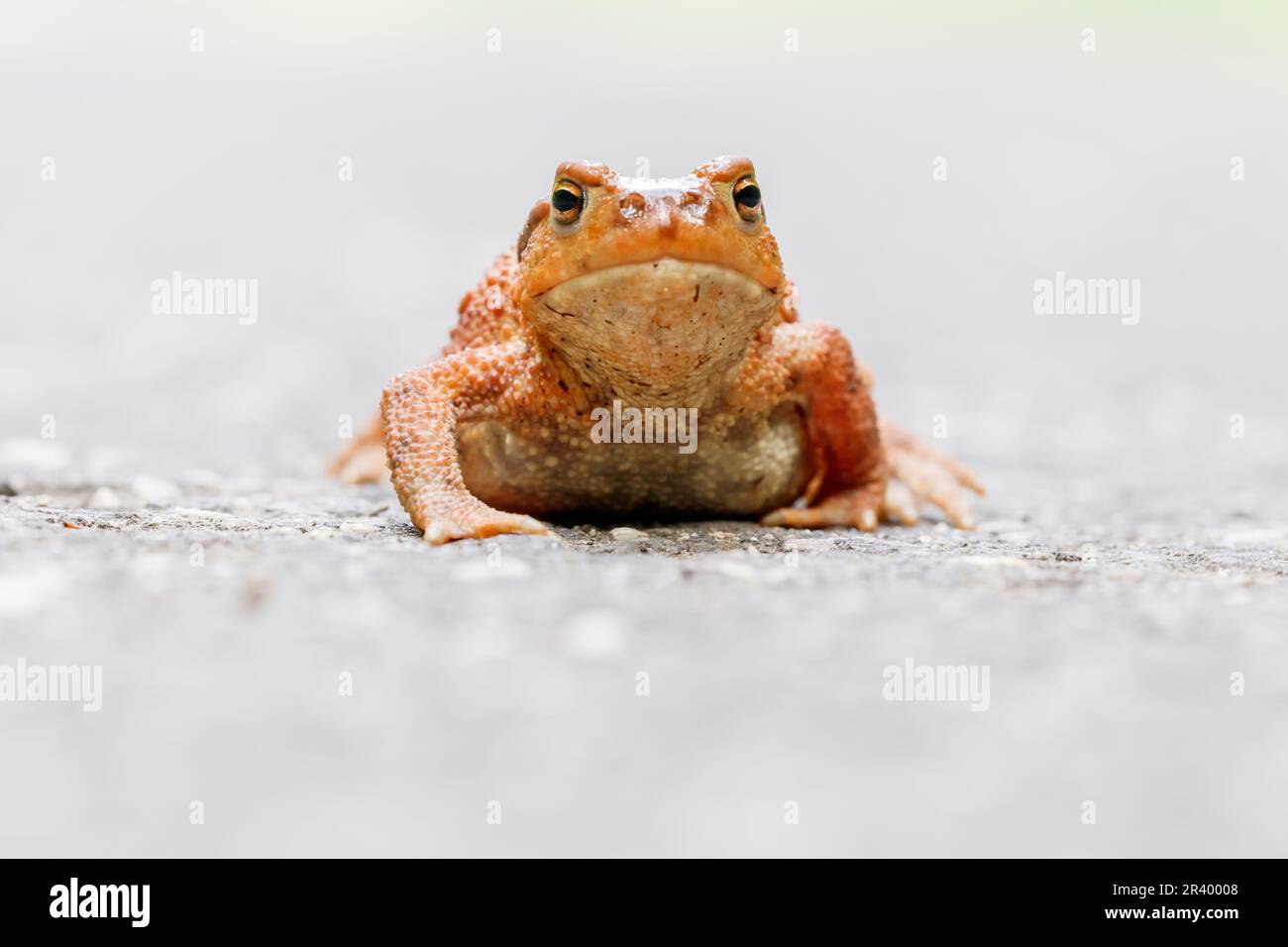 Bufo bufo, noto come comune toad, toad europeo, specie minacciate dalla Germania Foto Stock