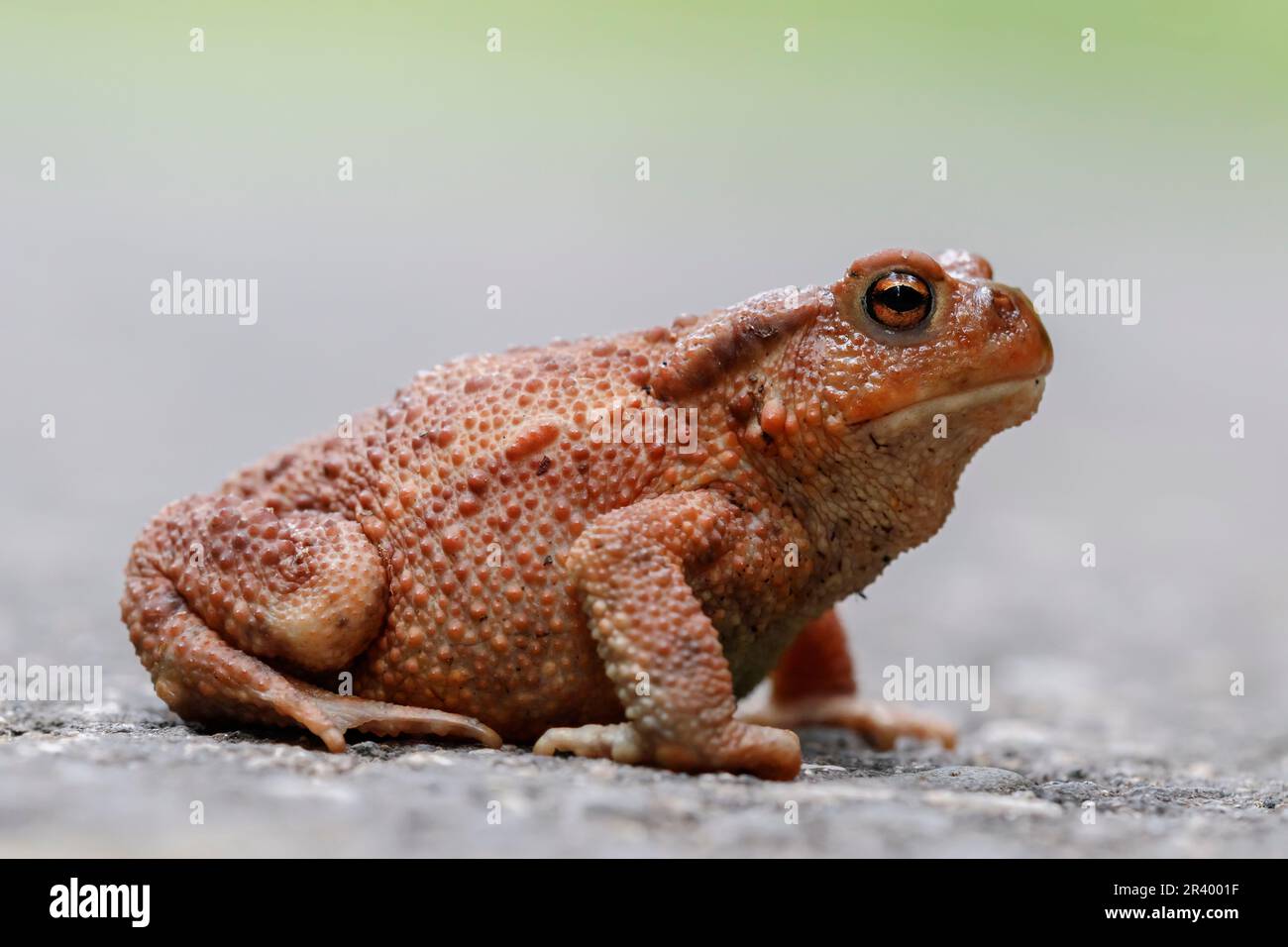 Bufo bufo, noto come comune toad, toad europeo, specie minacciate dalla Germania Foto Stock