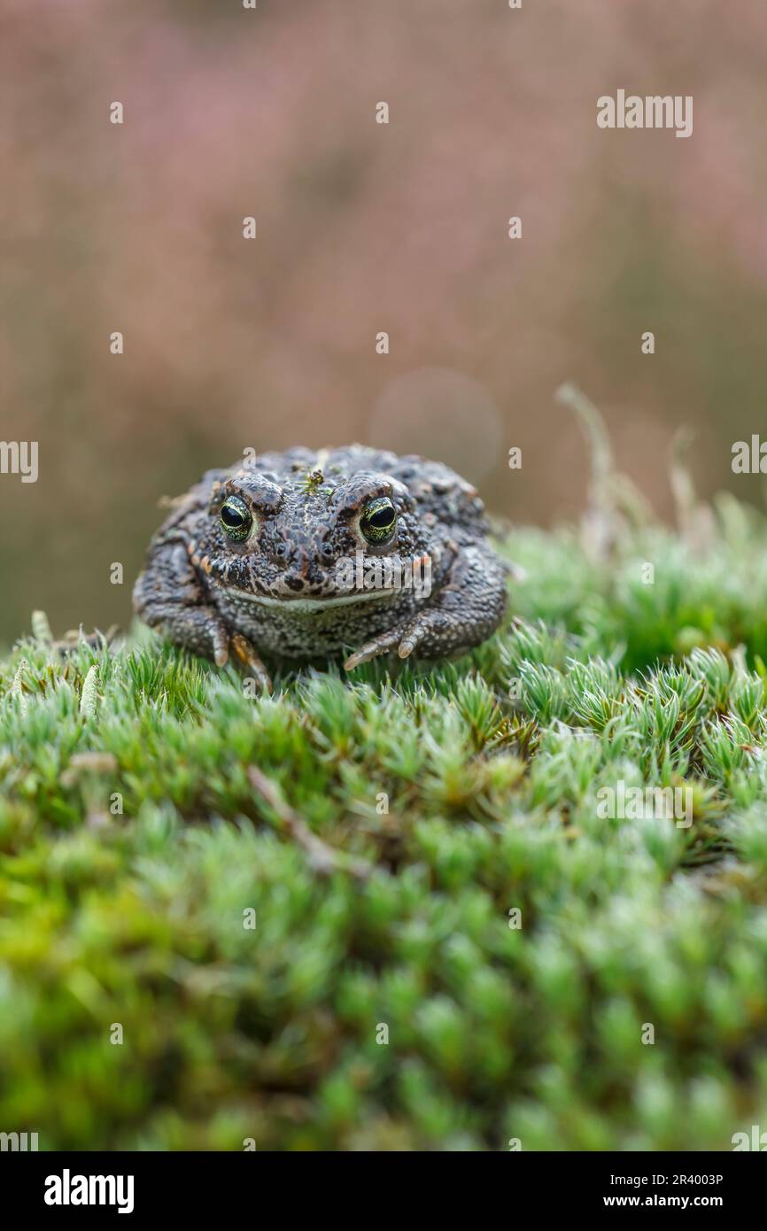 Epidalea calamita, SYN. Bufo calamita, noto come Natterjack toad, running toad dalla Germania Foto Stock