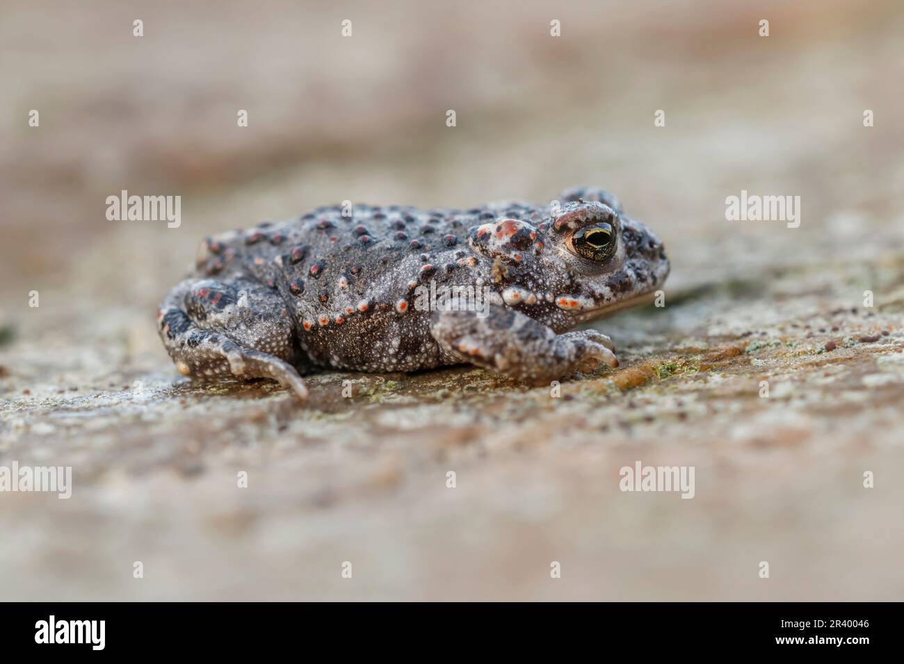 Epidalea calamita, SYN. Bufo calamita, noto come Natterjack toad, running toad dalla Germania Foto Stock