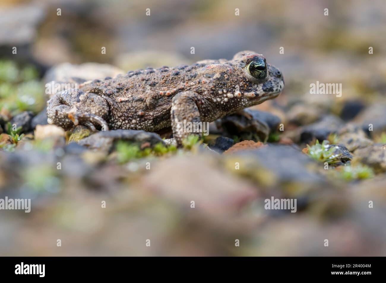 Epidalea calamita, SYN. Bufo calamita, noto come Natterjack toad, running toad dalla Germania Foto Stock
