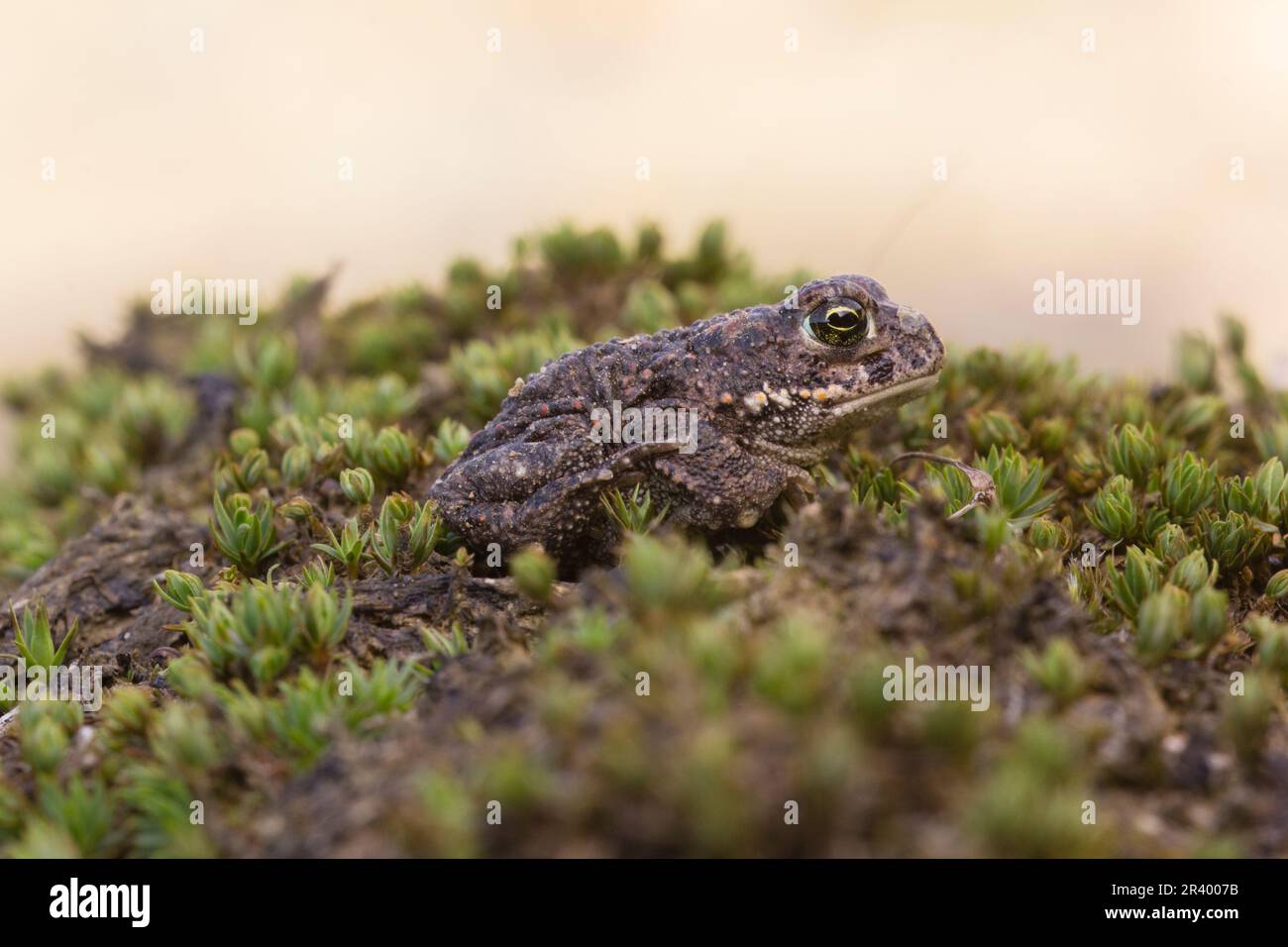Epidalea calamita, SYN. Bufo calamita, noto come Natterjack toad, running toad dalla Germania Foto Stock