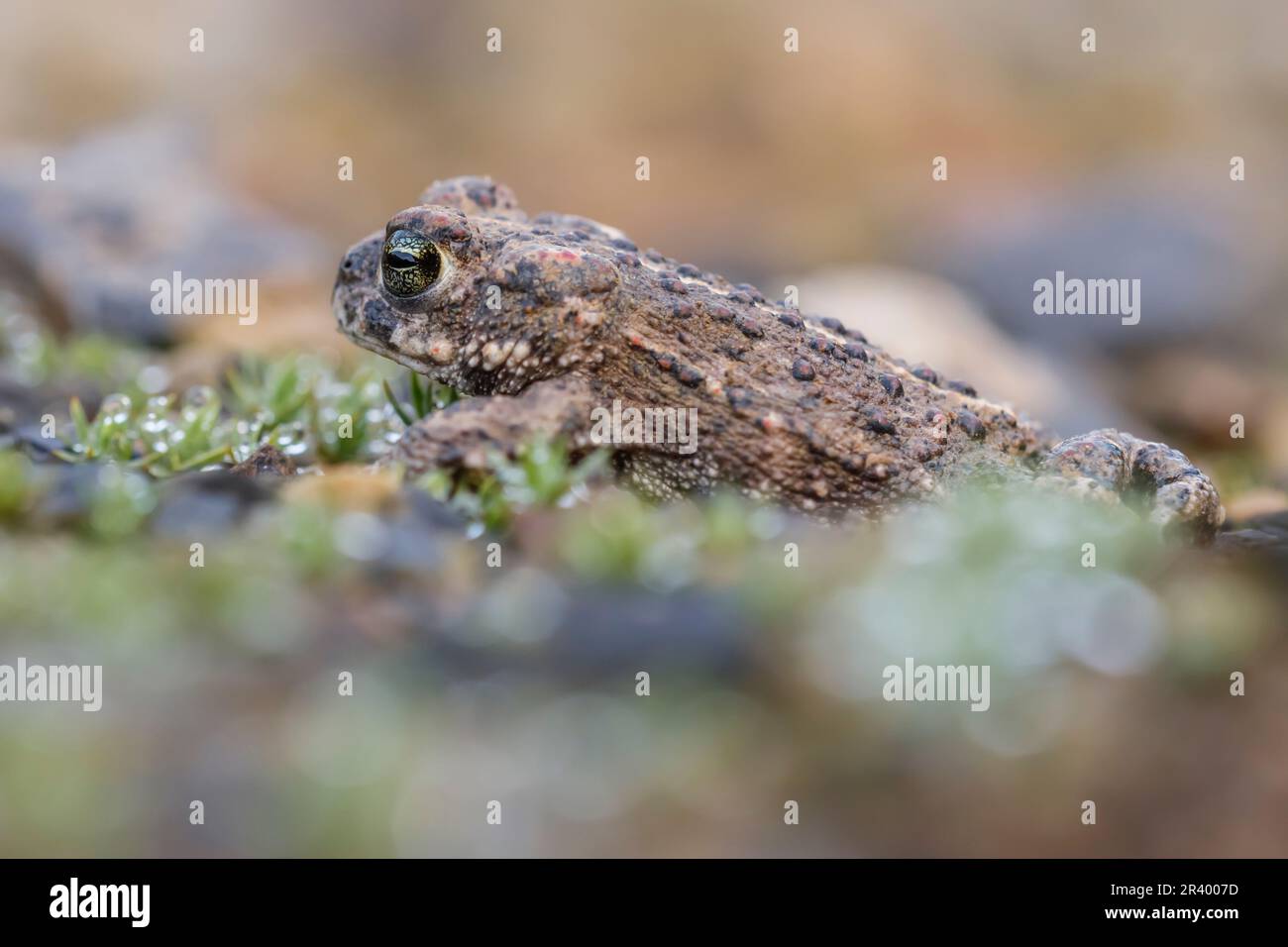 Epidalea calamita, SYN. Bufo calamita, noto come Natterjack toad, running toad dalla Germania Foto Stock