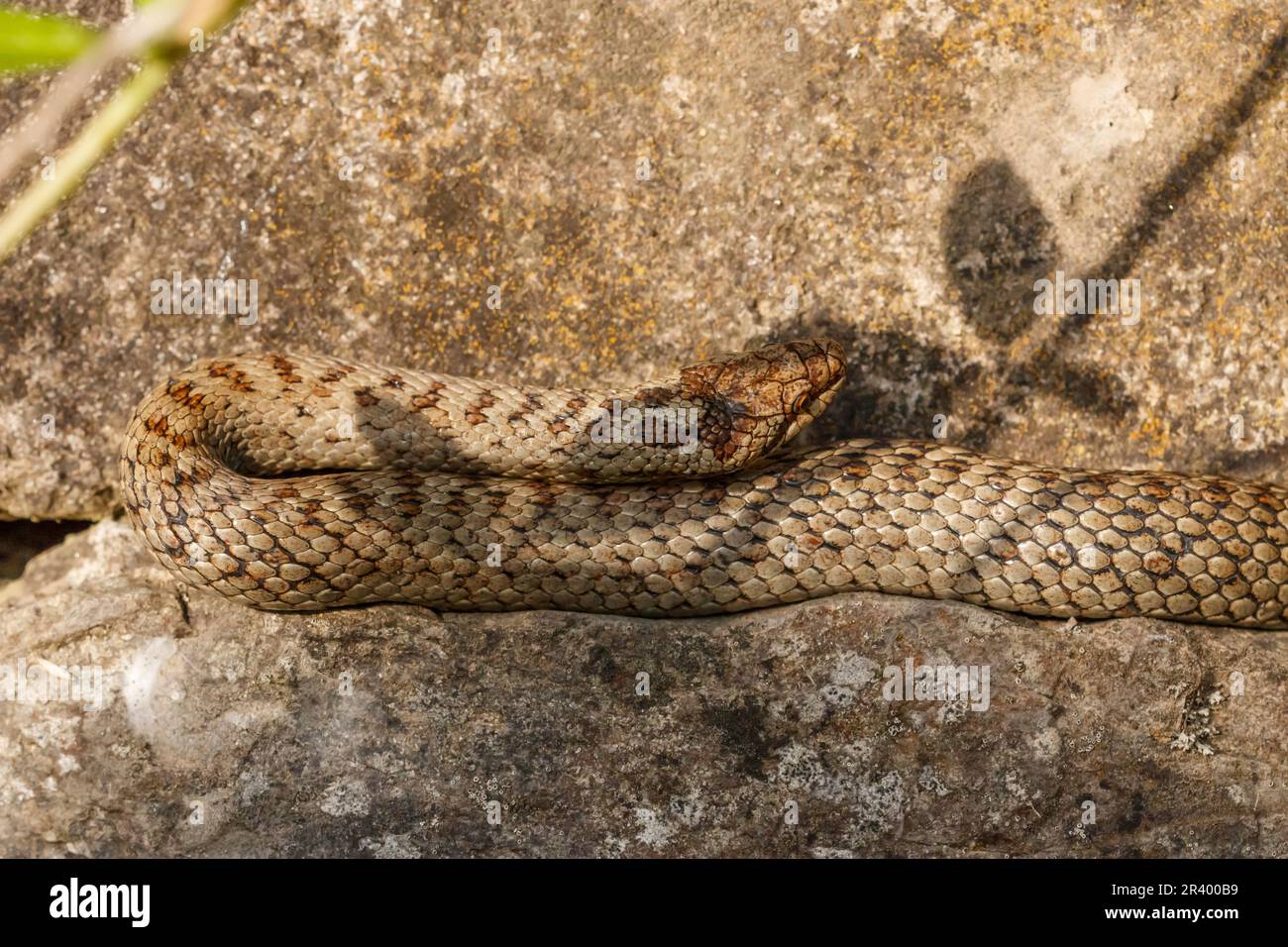Coronella austriaca, conosciuta come il serpente liscio dalla Germania Foto Stock