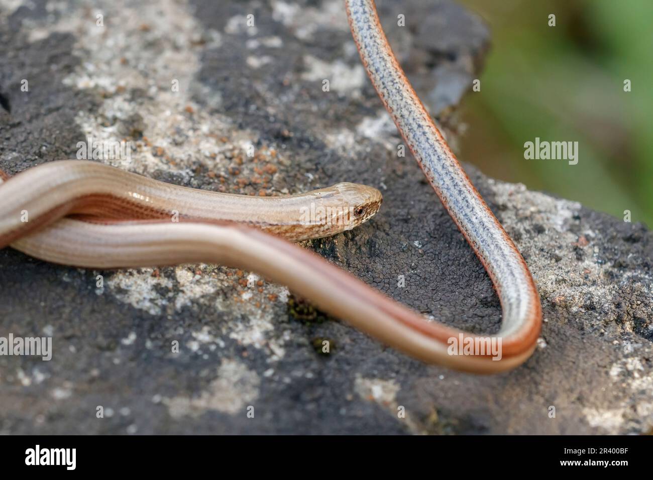 Anguis fragilis, conosciuto come Blindworm, Blind worm, Slowworm, Slow worm, Sommatore sordo, slowworm comune Foto Stock