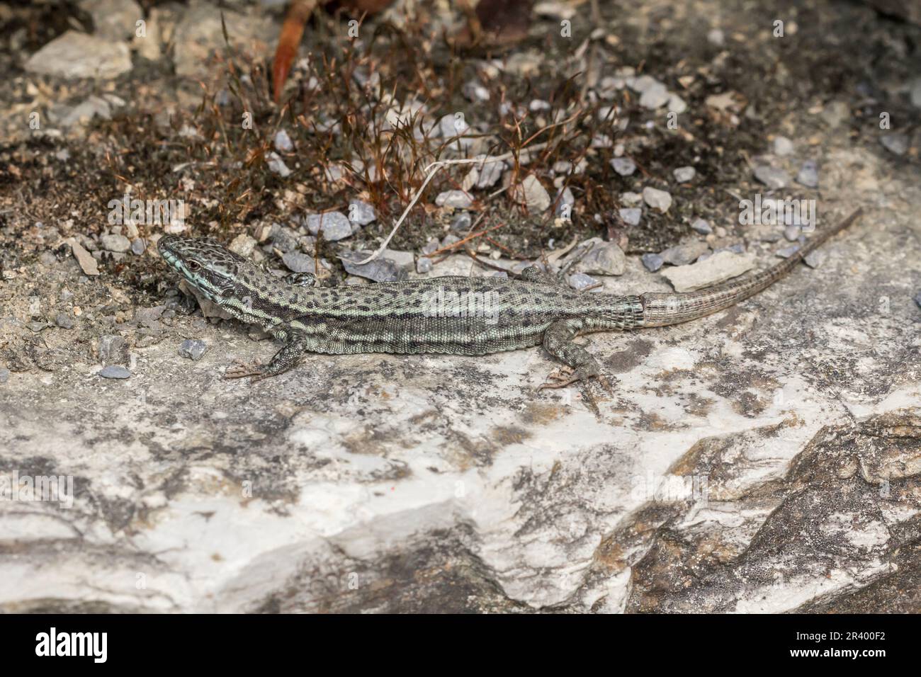 Podarcis muralis brongnidii, conosciuta come la lucertola della parete comune, lucertola della parete europea Foto Stock
