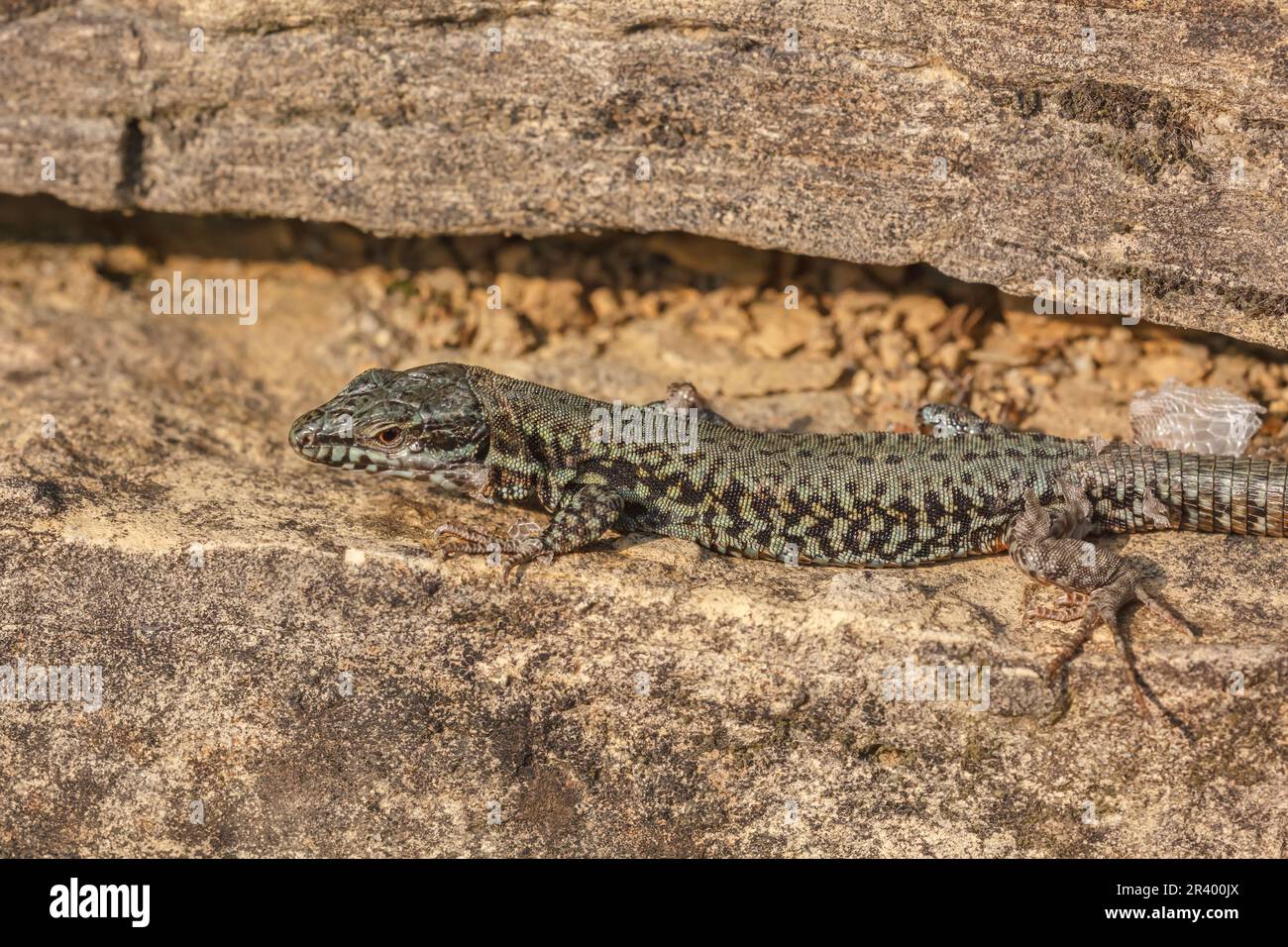 Podarcis muralis brongnidii, conosciuta come la lucertola della parete comune, lucertola della parete europea Foto Stock