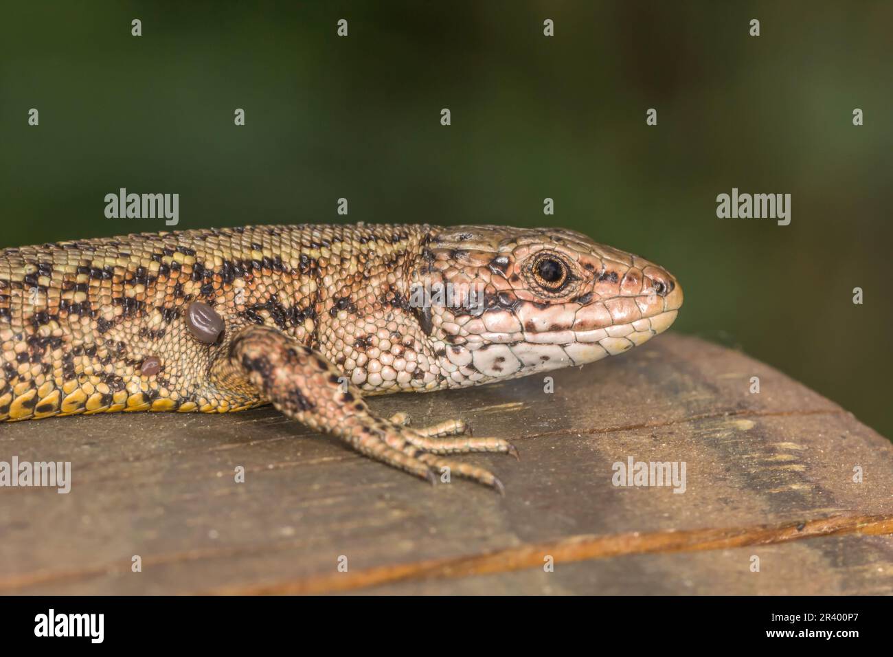 Zootoca vivipara, sin. Lacerta vivipara, nota come lucertola comune, lucertola vivipara Foto Stock
